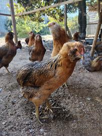 Galline ornamentali