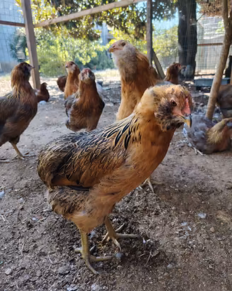 Galline ornamentali