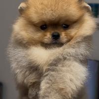 Pomerania Spitz Toy nano