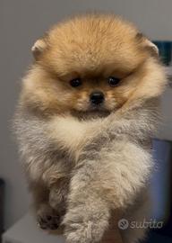 Pomerania Spitz Toy nano