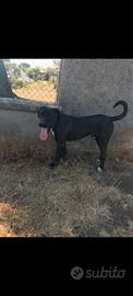 Cane corso pronto alla monta