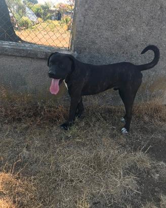 Cane corso pronto alla monta