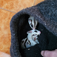 Petauro dello zucchero Cucciolo