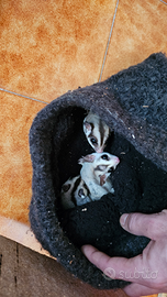 Petauro dello zucchero Cucciolo