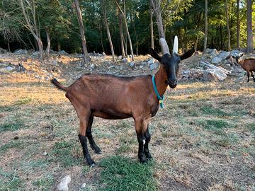 Capra camosciata