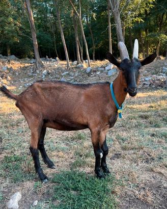 Capra camosciata