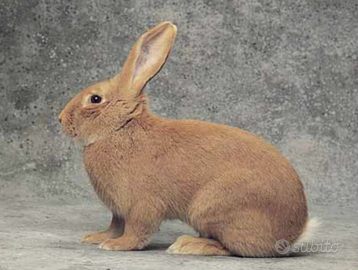 Coniglio