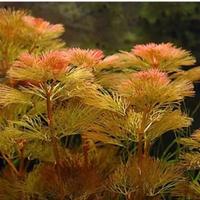 piante acquatiche Cabomba x acquari e laghetti