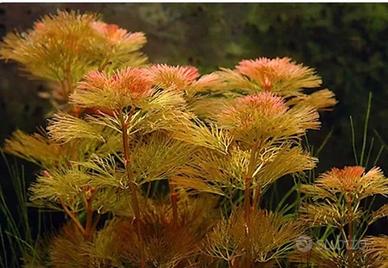 piante acquatiche Cabomba x acquari e laghetti