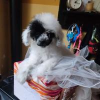 Barboncino Teacup da borsetta