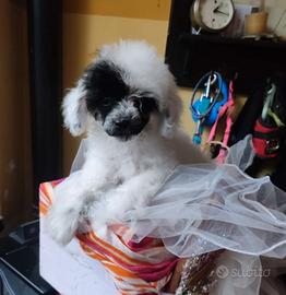 Barboncino Teacup da borsetta