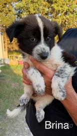 Tre cuccioli simil Border Collie ADOZIONE