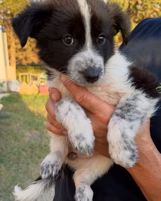 Tre cuccioli simil Border Collie ADOZIONE
