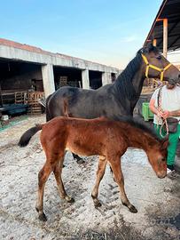 Trottatrice con puledra