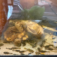 Ancistrus e lumache helena