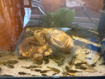 Ancistrus e lumache helena