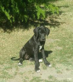Cucciola Alano Nero