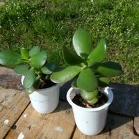 Piante Crassula ovata