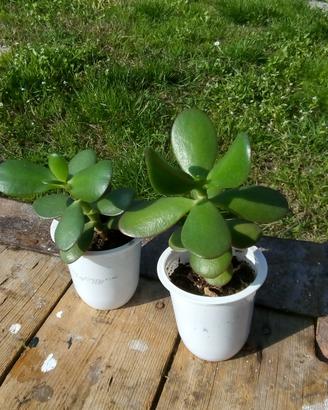 Piante Crassula ovata