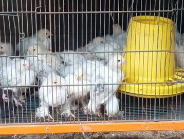 Galline e galline brahma
