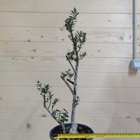 Pre-Bonsai Olivastro
