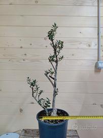 Pre-Bonsai Olivastro