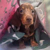 Bassotto nano piccolo tipo kaninchen cioccolato fo