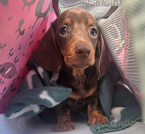 Bassotto nano piccolo tipo kaninchen cioccolato fo