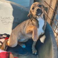 Lilli: 3 mesi segugina taglia piccola