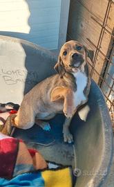 Lilli: 3 mesi segugina taglia piccola