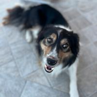 Border Collie per monta