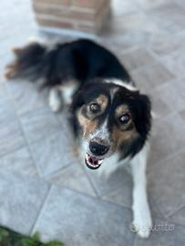 Border Collie per monta