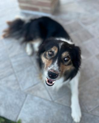 Border Collie per monta