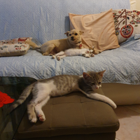 Gattini