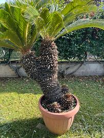 Cycas Revoluta h100