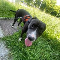 Cane incrocio amstaff e pitbull