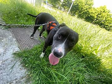 Cane incrocio amstaff e pitbull