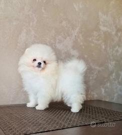 Spitz pomerania toy