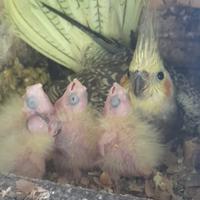 Calopsite da imbecco