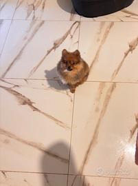 Volpino Spitz tedesco maschio mini