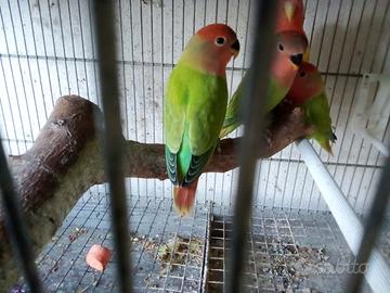 Inseparabili