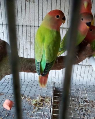Inseparabili