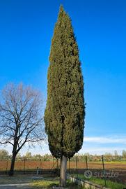 cipresso gigante 17,5 metri, sano e ben sviluppato