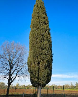 cipresso gigante 17,5 metri, sano e ben sviluppato