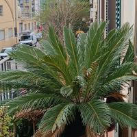 Piante di grandezza varia