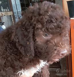 cuccioli di Lagotto Romagnolo 
