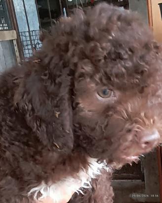 cuccioli di Lagotto Romagnolo 