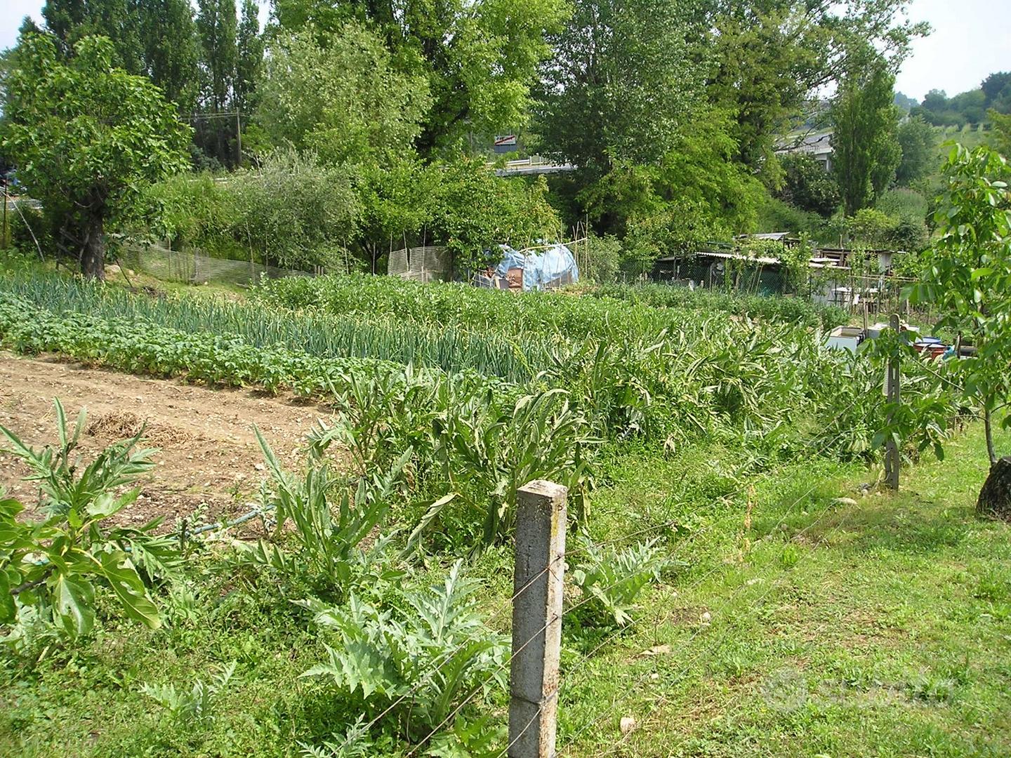 Terreno con alberi da frutta - Vista 2