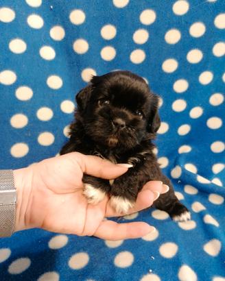 Tibetan Spaniel cuccioli