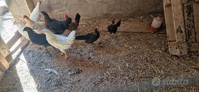 Galletti Giovani Varietà di Razze e Schiusa Natur